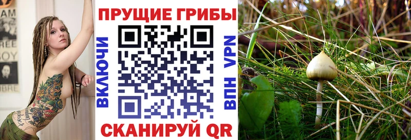 hydra ССЫЛКА  Котлас  Галлюциногенные грибы GOLDEN TEACHER 